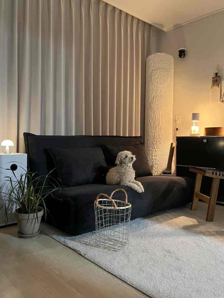 ベージュのカーテンを背景にしたリビングに黒のソファベッドと白い犬がいる、雰囲気のあるナチュラルモダンなインテリア