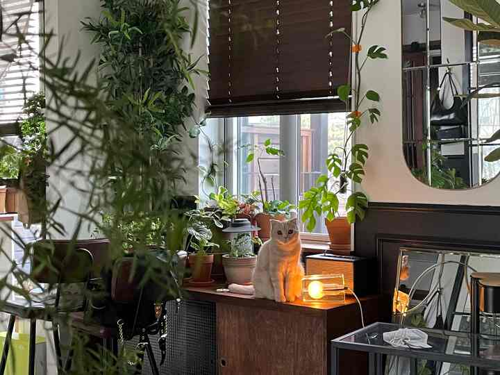 ウッドトーンと多様な植物が調和するリビング、窓際のブロックランプと猫がいる居心地の良いインテリア