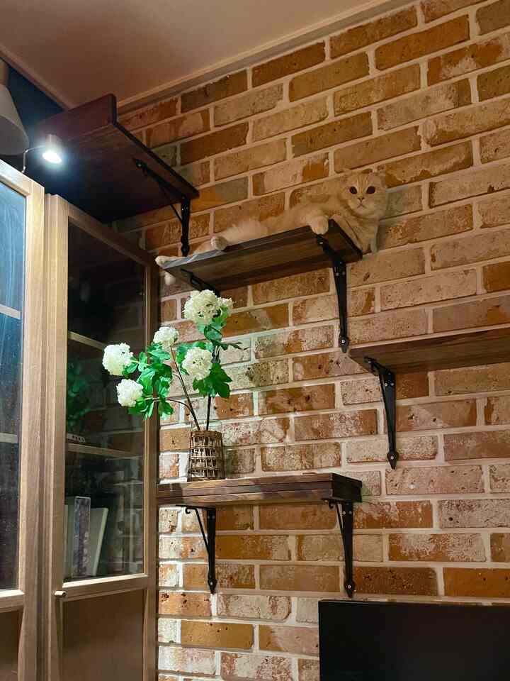 温かみのある木目調の棚とレンガの壁が調和した空間、棚の上でくつろぐ猫が印象的なインテリア。