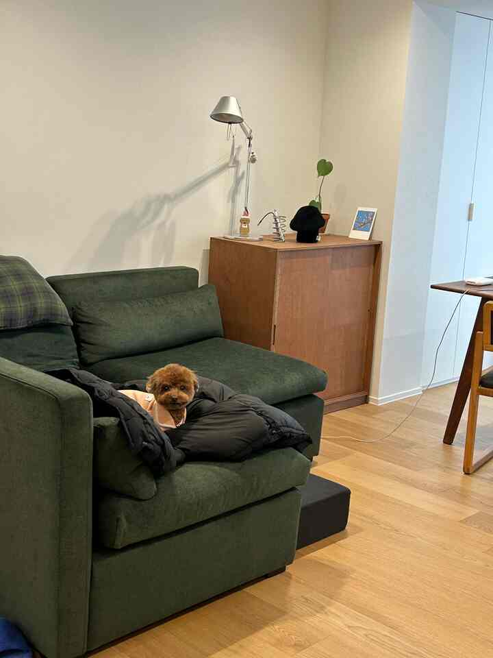 ナチュラルな色調のリビング、ダークグリーンのソファに小さな犬が座っている雰囲気のある空間