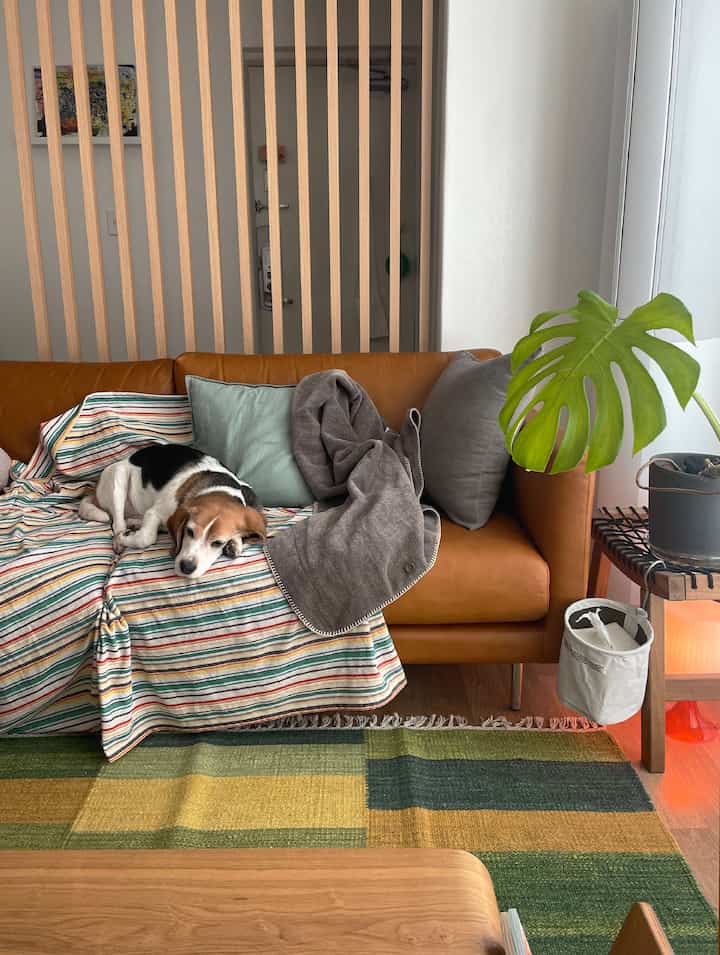 キャメル色の革ソファにストライプのブランケット、犬が横たわるリビング、緑のラグとウッドトーンが調和した暖かみのあるインテリア