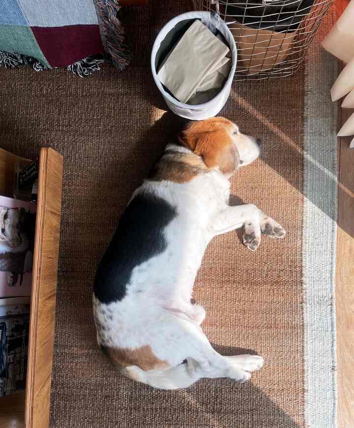 温かみのあるブラウンカラーのリビング、中央に寝ている犬と大きなラグが配置された落ち着いた空間