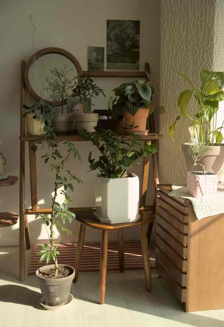 暖かいウッドトーンとベージュの色調が調和したナチュラルな空間に化粧台と多様な植物が配置された落ち着いたインテリア