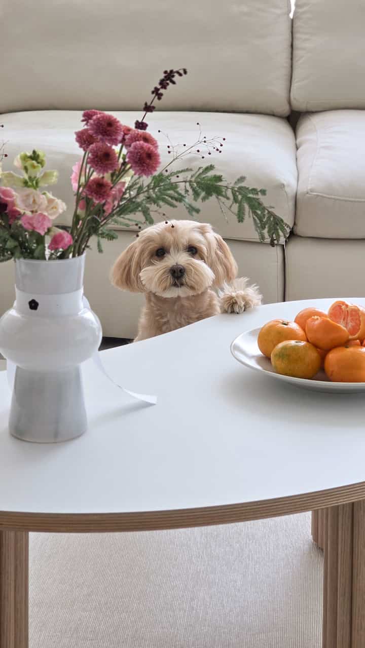 明るいホワイトトーンのリビング、中央にベージュ色の犬と白いテーブル・ソファが配置されたシンプルな空間