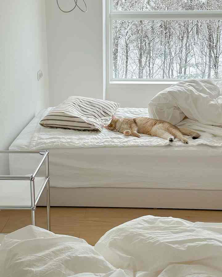 明るいホワイトトーンの寝室、低床ベッドの上で猫がくつろいでいる印象的な空間