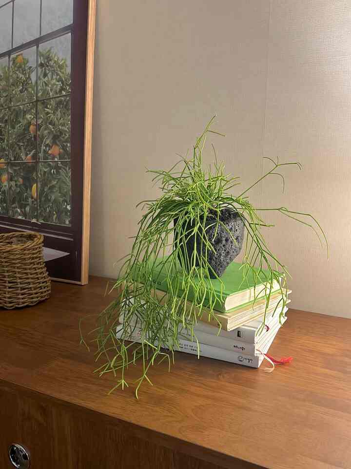 ナチュラルトーンの木製キャビネットの上にリプサリス植物とポスターが配置された温かみのあるリビングルームのインテリア