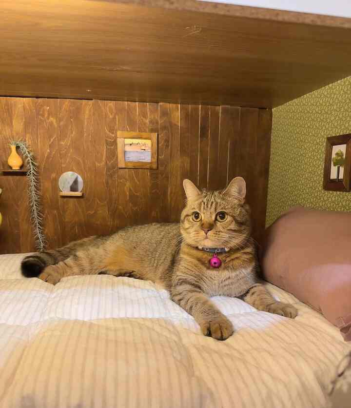 木目調とベージュ色が調和する寝室、ベッドの上にくつろぐ猫がいる雰囲気のあるインテリア