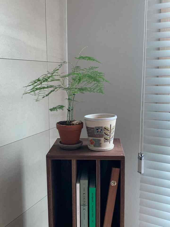 ベージュの壁と木目調の棚に植物が置かれたキッチンの落ち着いた一角