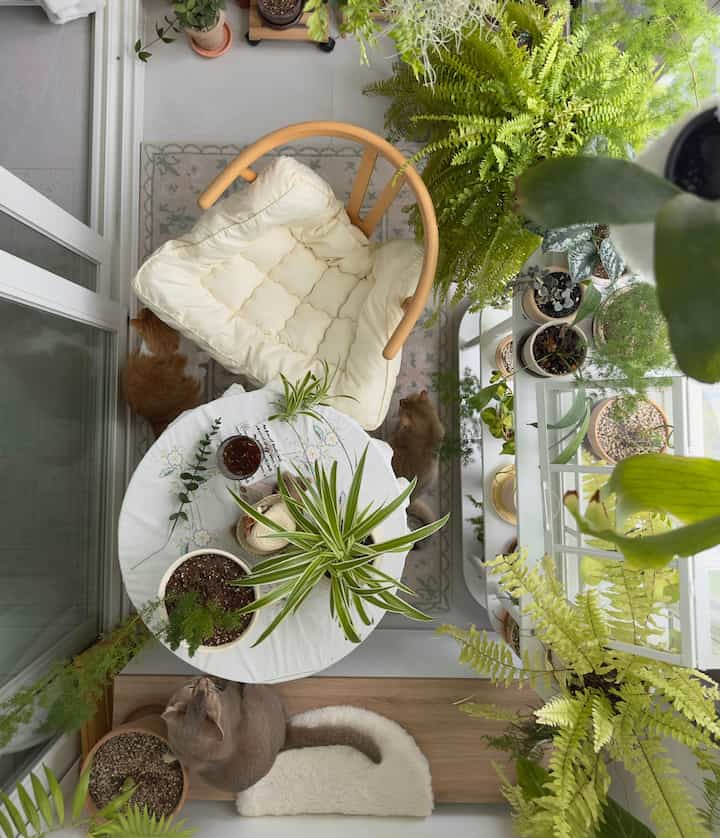 ナチュラルカラーと木目調が調和したベランダ、丸テーブルとクッションチェア、多数の植物が配置された雰囲気のある空間に猫が3匹いる