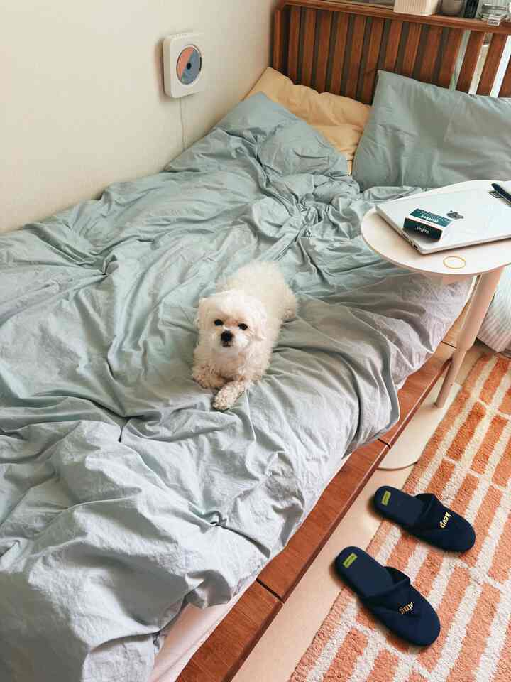 淡いブルーとベージュの色調の寝室、木製ベッドフレームの上に小さな犬がくつろいでいる印象的なインテリア