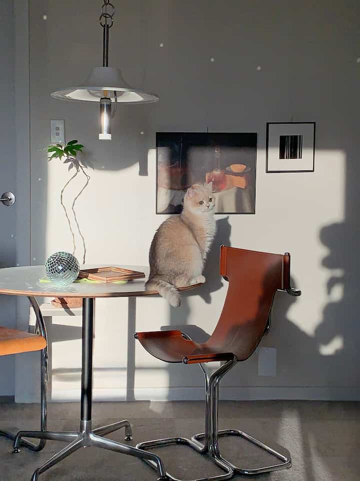 白い壁とダイニングテーブルがあるカフェ風のミッドセンチュリーモダンな空間、中央に猫が座っている