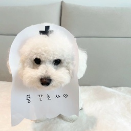 뭉간호사와 함께 집도한 호박해체수술🏥
긴장감 넘치는 수술실ㅡ
뭉간호사의 귀여운 응원 덕분에
엄마도 무사히 해체 성공🔪
#오늘의집 #오늘의집스타일 #오늘의집주방 #오늘의집살림 #주방인테리어 #화이트인테리어 #심플하우스 #미니멀라이프 #따뜻한집 #주방꾸미기 #주방일상 #우리집일상 #집콕라이프 #살림일기 #집순이라이프 #강아지와사는집 #반려견과함께 #비숑프리제 #망뭉하우스 #따뜻한일상
