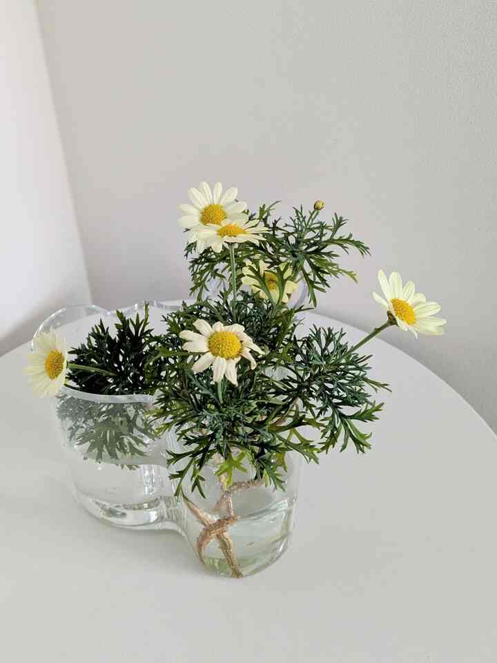 満開になったマーガレットを玄関にも🌼
#玄関 #玄関飾り 
