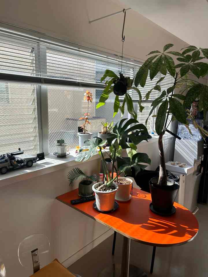 Natural space with white walls and windows, featuring orange table topped with various plants
