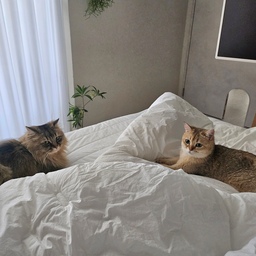 #오늘의우리집 #콘수프기록 #반려동물 #고양이
오늘따라 일어나는게 왜이리 힘들죠 🤣
11시까지 누워있는건 진짜 오랜만이네요 ㅎㅎ 
귀여운 아가들 사진 좀 찍어주며 이불 속에 누워있어요 🤭
오늘은 침대에서 늦장 부리려구요 !!!! 
#침구 #침구세트 #스탠바이미 #행잉플랜트 #조화 #식물 #행잉식물 #영림도어 #도어 #화이트침구 #신혼집 #신혼집인테리어 #신혼집꾸미기 #펫도어 #집사일상 #모형책 #소통 #맞팔 #라지킹침대 #lg가전 #책선반 #종이가구 #홍콩야자조화 #립살리스 #커튼