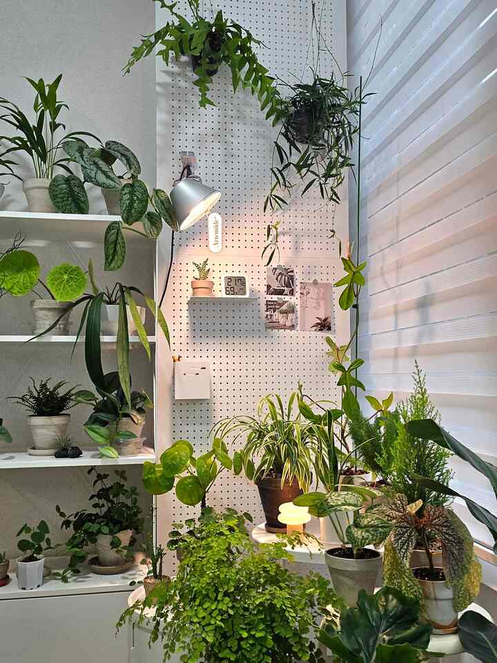 今日の天気曇り☁️ 
植物などをつけてコーヒーを飲んで☕️ 
きれいでかわいいですが、また写真を撮り始めます。
（同じ写真を消去することもあります...）

ヒーリングスポット💕  #식집사일상 #식집사그램 #베란다정원 #베란다가드닝 #홈가드닝  #콘수프기록 
 #plants #planterior #homegarden #homegardening #indoorplants #indoorgarden #indoorplants