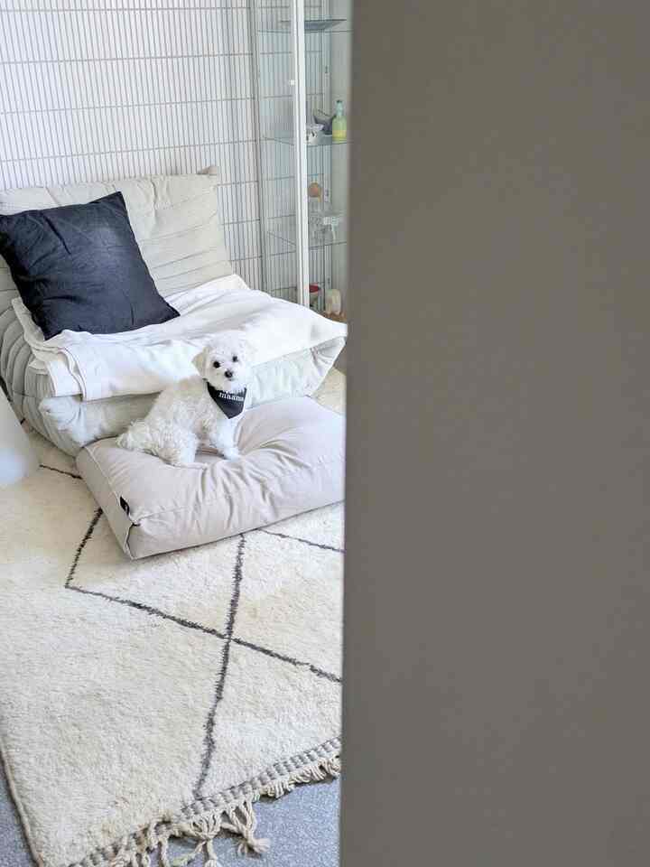 ナチュラルカラーのリビング、ソファとクッションが配置された落ち着いた雰囲気の空間で、犬がラグの上のペットベッドに座っている