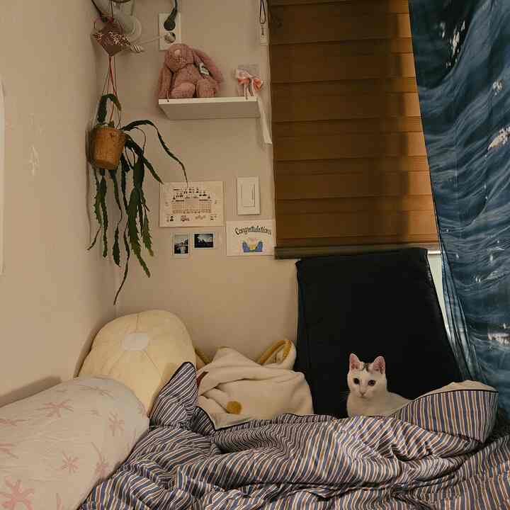 夏のお迎えの部屋の雰囲気が芽生えました！
涼しいカーテン、ふわふわの寝具、居心地の良い照明まで完璧なのに…
しかし…あなたはパンを見ましたか？👀

今回のインテリアの本物の持ち主はまさにあそこ、枕の間に隠れています。
夏休みのような一日、パンパンで始まります！

 ＃夏の部屋のインテリア＃猫の呼吸＃ニャンスターグラム＃執事日常＃夏の部屋