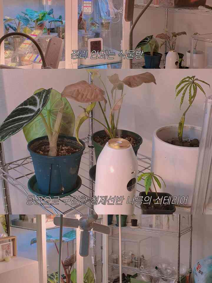  #취미방 #집에서제일바빠   #철제선반 #식물키우기

