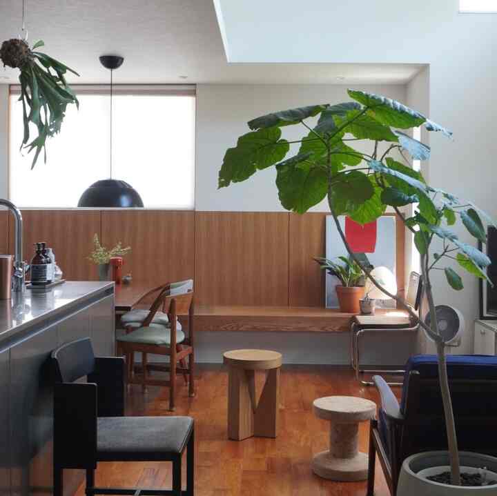 我が家のウンベラータは10年選手

元気なとき(このとき)と元気ないとき(今)
を繰り返しながらも少しずつ大きくなっていってます。

古いソファが写ってる者品を記念に。
もうすぐ新しいソファが届く🎶

#ヴィンテージソファ　#ウンベラータ　#観葉植物　#スツール　#椅子