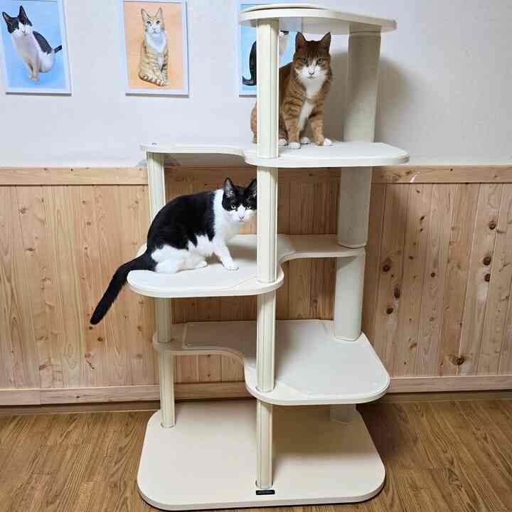 色はアイボリー、ミント、グレーの3色がありますが、家の中の雰囲気とよく似合うペテリアは明るい色が良いようで、＃アイボリーの色を選びました。 

他社#猫がキャットタワーにあるポール台は丸みを帯びた形にデザインされ、傷のたびに左右に動いたりぶら下がっているときに横に戻ったことがあって危険な時が多かったです。 

グリーンウェールシュシュタワーは柱4つの突出部分があり、＃カーペットスクラッチャーが左右に動かず、ぶら下がっても動かないので安全に使用できました。 

円形や四角の中から選べるので、狭い空間から広い空間まで様々な構造に合わせて選択できるというメリットがあり、 
＃シリアルナンバーステッカーを別々に手に入れてくれて後で長い時間が過ぎてASを受けることができたときに購入履歴を別々に探す必要はないので便利で良かったです。 

しかも足場の広さが広く通り過ぎる空間がジグザグでラウンド処理されていて、12歳、11歳、8歳。
前足を上げた後、反動でジャンプできるほどの高さなので、＃関節にも無理が少ない方でした。 

体重5.5kgの球根と5kgのチーズが一緒に座れるほど広い原木足場があり、足場ひとつに城墓四匹がゆったりと上がって座れる大型サイズです。

下に足場スペースは様々なグッズを置くことができるので、夏には＃クールマットや＃大理石を置き、冬には＃ハウスと＃クッションを置くつもりです。 

老齢墓が使いやすい構造になっていて、近いうちに3階ハウスも追加で設置してくれるつもりで余裕になれば、円形シュシュタワーももう一つ設けてあげるつもりです。 