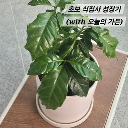 #집에서제일바빠
#콘수프기록
#초보 #식집사 #성장기 🌱  겸 #일지 
덜컥, 오늘의가든에서 시작된 나의 식물 키우기 도전! 
첫 만남은 왠지 모르게 근사한 '커피나무'였다. 
조그만 화분을 보며 "커피가 자라버리면 어쩌지?" 걱정은 설레발이었다. 인터넷을 찾아보니 커피나무는 2년은 기다려야한다던데... 😱 2년이라니… 마치 갓 태어난 아기가 걸음마를 떼기까지 기다리는 시간처럼 길게 느껴졌다. 
게다가 겨울이 되자 아무리 열심히 키워도 자라질 않는 것만 같고.. 
혹시 내가 뭘 잘못한 건 아닐까? 왜 이렇게 꼼짝도 안 하는 거지? 시무룩한 겨울을 보내며 '역시 식물 키우기는 아무나 하는 게 아니구나' 좌절하기도 했다.
하지만 봄이 지나고 여름이 찾아오니, 마치 겨울잠에서 깨어난 듯 🌱 커피나무에 생기가 돌기 시작했다! ☀️ 하루가 다르게 쑥쑥 자라는 모습은 정말이지 신기하고 놀라웠다. 
커피나무와의 성장기를 겪으며 식물 키우는 재미에 푹 빠져버린 나에게, 오늘의가든에서 또 다른 선물이 도착했다. 바로 싱그러운 '바질' 재배 키트! 🌿 
이번에도 설레발이겠지만 왠지 향긋한 바질 향이 벌써부터 코끝을 간지럽히는 듯하다. 씨앗부터 정성껏 심어 쑥쑥 키워서 바질 페스토도 만들어 먹고, 파스타에도 넣어 먹고… 생각만 해도 벌써부터 행복해지는 기분! 🥰
커피나무를 키우며 인내를 배웠고, 바질을 키우며 소소한 행복을 만들어갈 꿈에 부푼다. 앞으로 나의 초보 식집사 성장기는 계속될 것이다!  쭉쭉 자라나는 제 작은 정원을 응원해주세요! 🥬
#오늘의가든 #커피나무 #바질 #식집사일지 #두근두근성장기 #플랜테리어 #식물 #화분 