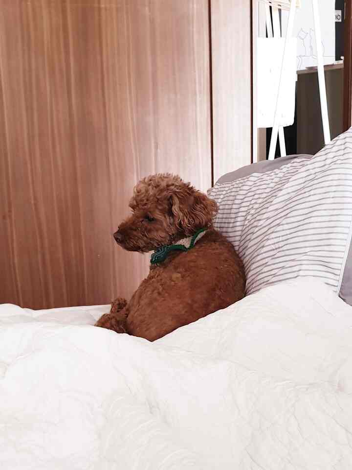 暖かいブラウンの木目調の壁と白い寝具がある寝室に横たわる茶色の犬