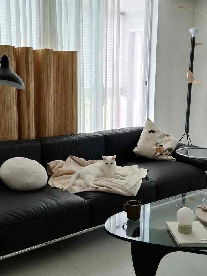 Modern living room with white curtains, a black leather sofa, and a white cat lounging on it