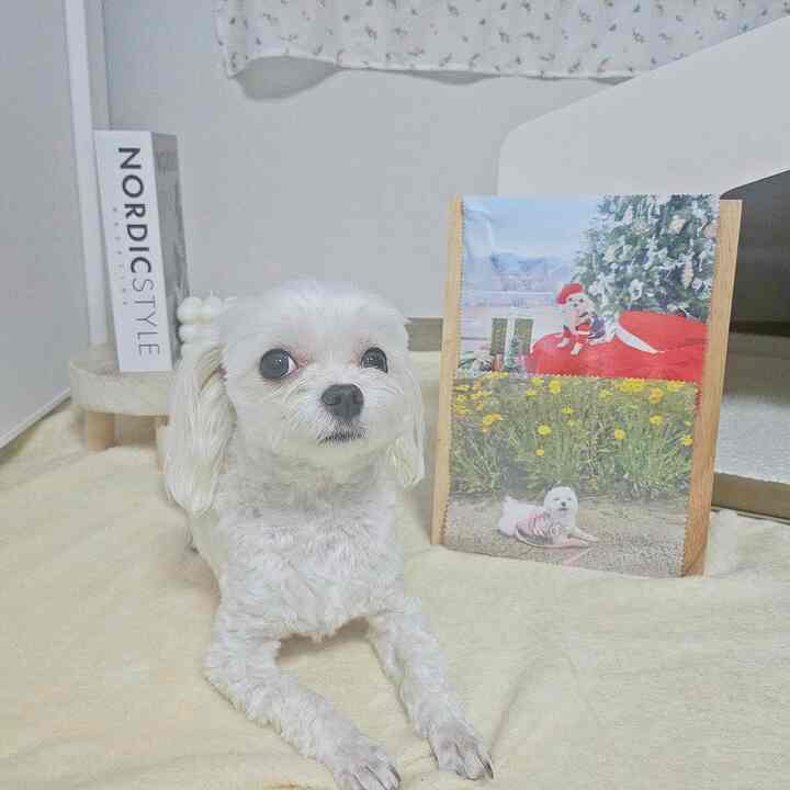 明るいトーンの室内空間、中央に白い犬と北欧風のオブジェが配置された印象的で清潔感あるインテリア