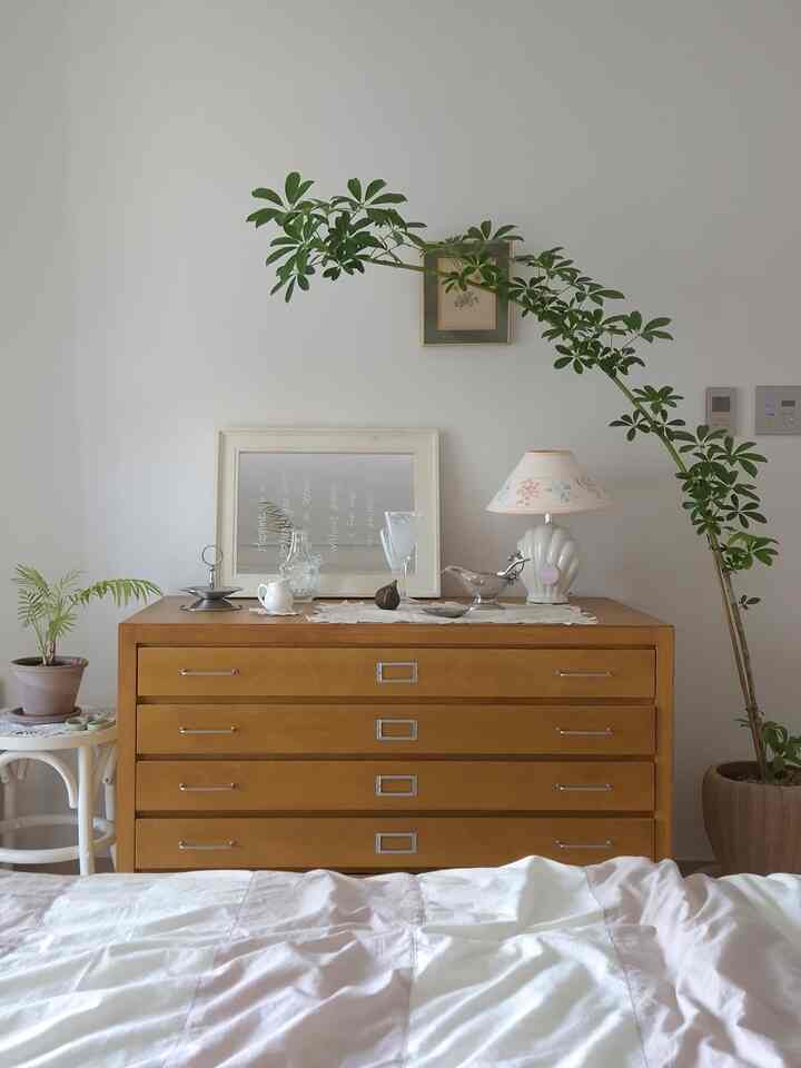 Natural and vintage bedroom featuring white walls, a wooden chest of drawers, and a C-shaped Schefflera plant