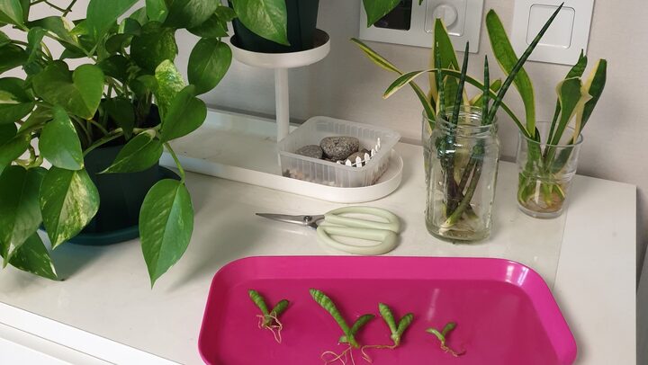 short form carousel card thumbnail