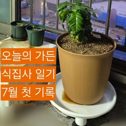 #집에서제일바빠
#콘수프기록 
7월의 첫 날에 남겨보는 식집사 기록
🌱 작은 바질 화분 두 개는 햇빛을 듬뿍 받으며 잘 크고 있다. 흙이 말라 보여서 물을 흠뻑 주었다.
🪴 커피나무는 정체기다.. 물을 좋아하는 편이라고 하지만 과습은 조심해야 한다고 배웠으니 늘 신경 써야겠다.
🌫 환기가 잘 되는 창가에 두고 싶은데, 이대로 두자니 뭔가 어색하고.. 식물 자리는 여전히 고민중🙄
앞으로도 우리 식물 친구들이 건강하게 잘 자라길🌱🪴
#식집사성장기 #식집사 #식집사일기 #식집사일상 #식물인테리어 #식물일기 #다이소추천템 #다이소꿀템 #다이소인테리어 #다이소화병 #다이소 #분갈이 #커피나무 #오늘의가든 #오늘의가든친구 #바질키우기 #플랜테리어 #소통 #맞팔 #맞팔선팔 #소통해요 #소통환영 #맞팔환영 #식물키우기 #식물한스푼 #식물추천 #식물존 #바쁘다바빠