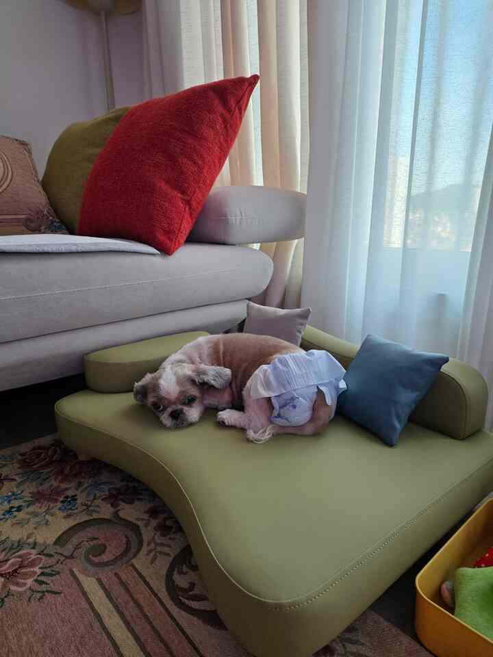 ルシド ペット ベッド［3色・2サイズ］を使ったコーディネート 2