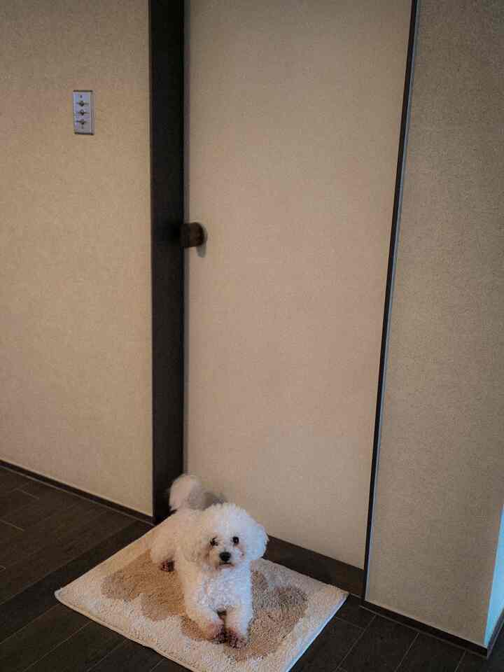 ベージュの色調の玄関、ダークブラウンの床にベージュのバスマットが敷かれ、白い犬が座っている雰囲気のある空間