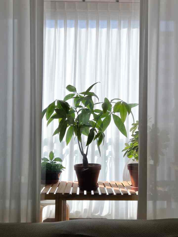 夏にも植物の世話をして忙しい植民地日常
水中
サーキュルも入れなければなりません。 
暑い場合は席を移動する必要があります。
夏も頑張って秋に楽しく過ごそう！
この暑さにも花を咲かせてくれたおもてなしありがとうございます🌸
#コンスープ
＃家で最高の忙しい4。 
＃今日の家＃今日の家の植物＃植物のインテリア＃夏の植物＃植物の植え付け#夏の家
