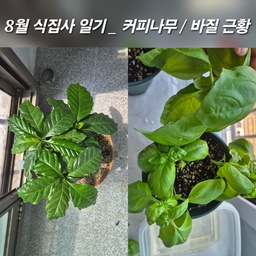 #집에서제일바빠
#콘수프기록
8월의 첫 식집사 기록
🫘커피나무
7월에 분갈이해주고 나니 커피나무는 하루가 다르게 쑥쑥 자라는 중! 흙이 말라있길래 물 듬뿍 주고, 영양제도 새로 꽂아주었다.
🌱 바질 
두 화분 다 쑥쑥 잘 크고 있어요. 가지치기 (순 따기) 를 해주면 더 풍성하게 잘 자란다고 해서, 잎을 잘라주었습니다 ㅎㅎ
( 새순이 올라오는 부분을 잘라주면, 위로만 자라려는 에너지가 옆으로 분산되어 더 많은 잎이 생기고, 가지가 풍성해진다고 해요 )
이번달에도 우리 식물 친구들이 건강하게 잘 자랄 일만 있기를🌱
#식집사성장기 #식집사 #식집사일기 #식집사일상 #식물인테리어 #식물일기 #다이소추천템 #다이소꿀템 #다이소인테리어 #다이소화분 #다이소 #분갈이 #커피나무 #오늘의가든 #오늘의가든친구 #바질키우기 #플랜테리어 #소통 #맞팔 #맞팔선팔 #소통해요 #소통환영 #맞팔환영 #식물키우기 #식물한스푼 #식물추천 #식물존 #바쁘다바빠