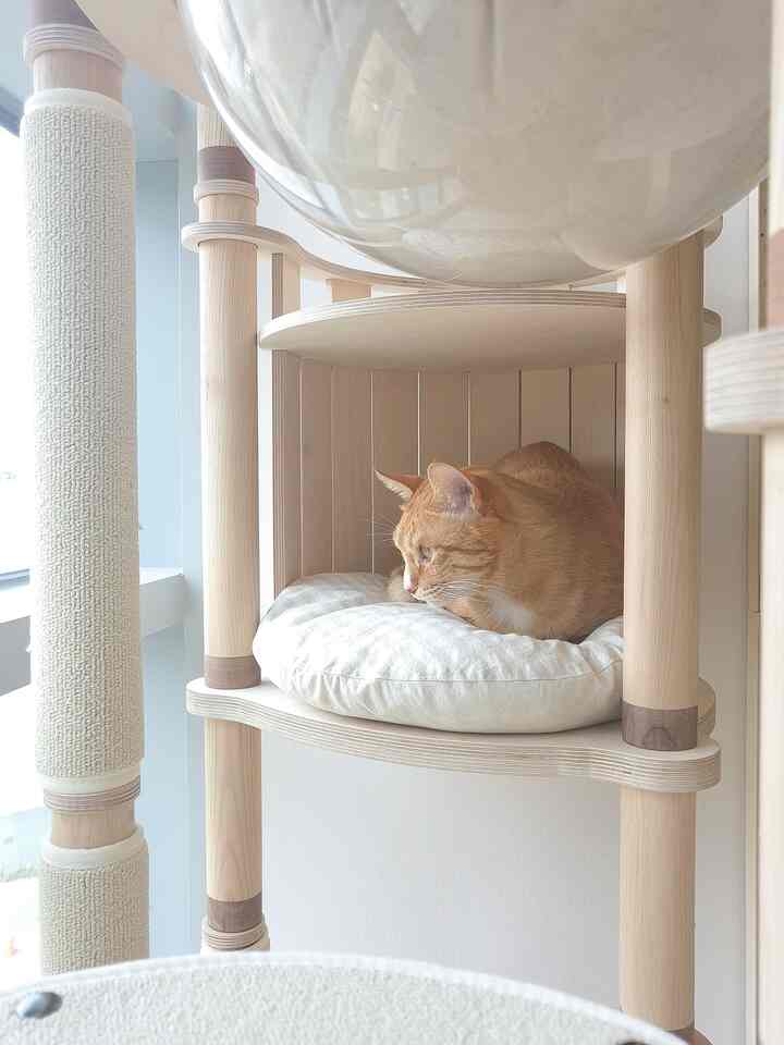 明るいナチュラルトーンのベランダ、木製キャットタワーにベージュのクッションの上でくつろぐ猫がいる雰囲気のあるインテリア