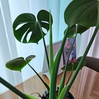 분갈이 시기를 한참 놓친 것 같은데.. 💦
이렇게나 예쁘게 잘 자라주고 있는_
저희집 몬스테라 '강윤테' 입니다❣️🤗

기특하게도 또(?) 새잎을 내어주고 있어요.. 🫠
예쁘게 잘 커서 좋기는 한데.. 
분갈이는 언제 하면 좋을까요? 🤣

#콘수프기록 #오늘의가든 #오늘장면한컷 #오늘의기록 #오늘의우리집 #오늘일상 #식집사성장기 #식물키우기 #초보식집사 #식린이 #홍콩야자 #홍콩야자키우기 #스킨답서스 #스킨답서스키우기 #몬스테라 #몬스테라키우기 #반려식물 #반려식물키우기 #나도크리에이터 #맞팔 #맞팔환영 #맞팔해요 🤗
