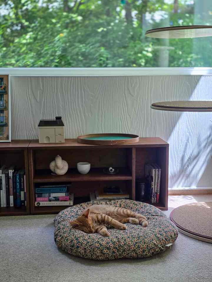 ナチュラルな木目調の家具と大きな窓があるリビング、クッションで眠るかわいい猫がいる落ち着いた空間