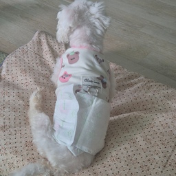 2.9kg 말티즈라서 제일 작은사이즈로 주문했는데
너무 작아서 쓰지못하는 기저귀지만🤣
사용법 간단해서 좋아요 #네네린도 #강아지기저귀