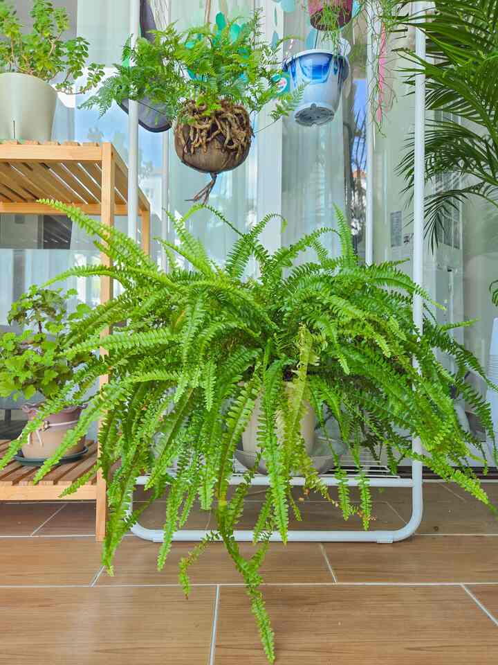 夏の間に興奮したシダたちは水中で忙しいです💧

🌿フマタゴサリは頻繁に水に浸す
🪴ボストンシダの底面灌漑
葉をずっと育てて本当によく育ちます〜
豊かなのでかわいいです。😘

＃コンスープ記録＃家で最も忙しい6
＃フマタゴサリ＃ボストンゴサリ＃夏の植物＃植民地時代
#ホームガードニング #homegarden #indoorplants
#フランテリア 