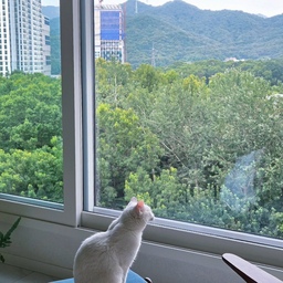 🏡 또리네 무드보드
처음과 끝은 모두 또리
우리 집의 무드와 분위기를 대표하는 건 언제나 반려냥 또리랍니다
🌿 숲을 품은 집 — 유리난간 교체
유리난간으로 교체하면서 창밖 숲이 집 안으로 
쑥 들어온 듯한 무드 완성.
귀염둥이 또리는 밥 먹고 나면 난간에 올라앉아 나뭇잎이 흔들리는 모습을 구경해요.
자연과 함께 사는 듯한 싱그러움이 또리네의 가장 큰 매력 포인트.
🪞 뉴트럴톤 인테리어 — 거실편
전체적으로 뉴트럴톤으로 꾸민 거실 전경.
TV 없는 거실이라 그날의 분위기에 맞춰 다양한 무드 연출이 가능해요.
숲과 함께 어우러져 한층 여유로운 거실 무드 완성.
📸 나만의 포토존 — 거울 공간
거실에 둔 특색 있는 거울이 그 자체로 포토존 역할을 해요.
거울에 비치는 반대편 인테리어까지 함께 담겨, 공간의 매력을 배가시켜줍니다.
이 자리는 오랫동안 변하지 않는, 제 취향을 가장 잘 보여주는 공간이에요.
🏮 동양미 가득 — 침실편
한옥 블라인드로 교체하면서 동양적인 무드가 극대화된 침실.
낮과 밤, 시간에 따라 다른 무드를 보여주는 게 포인트예요.
물론 절정은 언제나 또리의 존재✨
집 안의 작은 변화들, 공간마다 담긴 무드의 차이에도
항상 중심에는 반려냥 또리가 있어요.
앞으로도 또리와 함께하는 또리네 무드, 자주 보여드릴게요💕
#우리집무드보드 #콘수프기록집 #맞팔 #또리네기록 #거실인테리어 #침실인테리어 #유리난간 #윈도우시트 #뉴트럴인테리어 