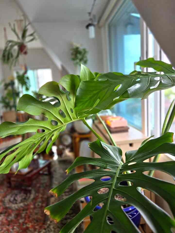 ＃コンスープ記録集 

海が好き、山が好きですか？
迷わず、「山！」です🤗 

バリのウブドが好きです。
鬱蒼としたジャングルの中で
ヨガした気分を忘れません。 

だからかどうか！ （少なくて明確になる）
私の気分や方法で「バリのように」
私の空間に植えられたと思います:-) 

葉が大きな緑を見ると、ときめく
様々な紙があちこちに広がっているのがいいです。 

_
🥕マーケットで出会ったモンステラ 

家を片付けてニンジンに物を出そうとしています。
一目惚れしてしまったモンステラを見てすぐ連絡！
ところで写真で見たよりずっと大きいんです！ 

養子縁組してどこに置くべきかから探索
私の小さな仕事遊び場には大きな小柄
邸宅になければならないようなビジュアルですが、 
新葉を出すのに、サイズもスピードも驚く
管理がうまくできますか…私はどうでしょう😅😂
。
。
。
#マキシマリストのミニマルライフ #空間記録 #FTC記録 
#homesweethome #複層 #二階建て #複層インテリア 
＃プランテリア＃植物インテリア＃植民地時代＃植物庭園
＃家の装飾＃ホームスタイリング＃ホームデコ＃小物スタイリング＃ビンテージ小物
#homestyling #homedecor #vintagestyle  
#planterior #indoorplants #livingwithplants