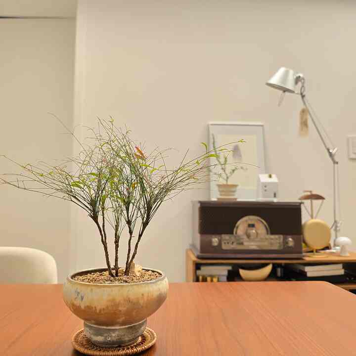#きれいなテム 
#コンスープ
最近はポータブルスピーカーと照明を一緒に置いて書いていますが、
必要に応じて移動して使用できるので、思ったより活用度が高いです。
特にBan＆Oloopson A1スピーカーは小さいですが、音はしっかりしています
家の中のどの空間でも安定して聞こえます。

照明は過度ではない明るさです。
本を読むときや音楽を聴くときに一緒に入れておくのが良く、
ウッドトーンの家具ともよく似合い、自然に馴染めます。

一つずつ置いてみると平凡なのに、
二人が一緒にいるときは、スペースが一掃されているようです。
静かな夜の時間にも雰囲気が快適になります。

＃ポータブルスピーカー＃ポータブル照明
＃スピーカーおすすめ＃バン＆オルフソン＃a1スピーカー
＃ウッドインテリア＃ホームオブジェクト＃リビング小道具 
#メイド
