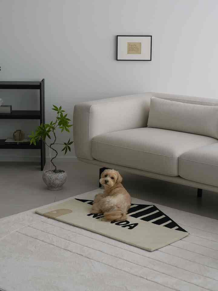 ベージュのソファと白い壁があるリビング、ペットラグの上に犬がいる自然なモダンな雰囲気のインテリア