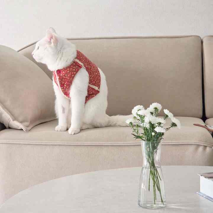 ベージュ調のリビング、ベージュのソファに白い猫が座り、テーブルには透明なガラスの花瓶が置かれている雰囲気のあるインテリア。