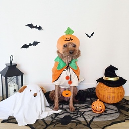 #콘수프기록집 #예쁜템최고야 #밈미홈
🎃✨🐶
가나디와 할로윈
-
#HALLOWEEN #할로윈
#강아지 #코스튬 #할로윈코스튬