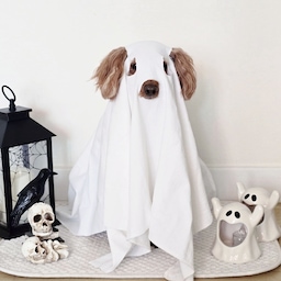 #콘수프기록집 #예쁜템최고야 #밈미홈
👻✨🐶
가나디와 할로윈 2
-
#HALLOWEEN #할로윈
#강아지 #코스튬 #할로윈코스튬