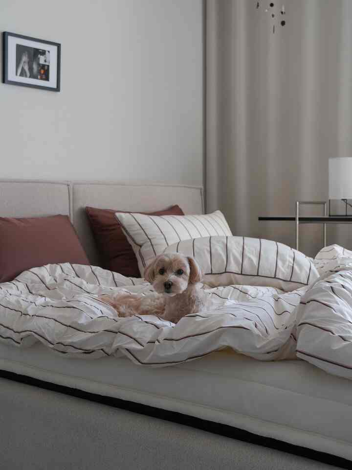 ナチュラルカラーの寝室、ストライプの寝具と小型の犬がベッドにいる雰囲気のある空間