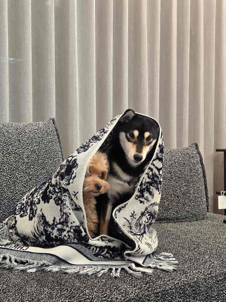 グレーのソファの上に二匹の犬が柄の毛布に包まれて座っている、暖かいペットと暮らす室内空間